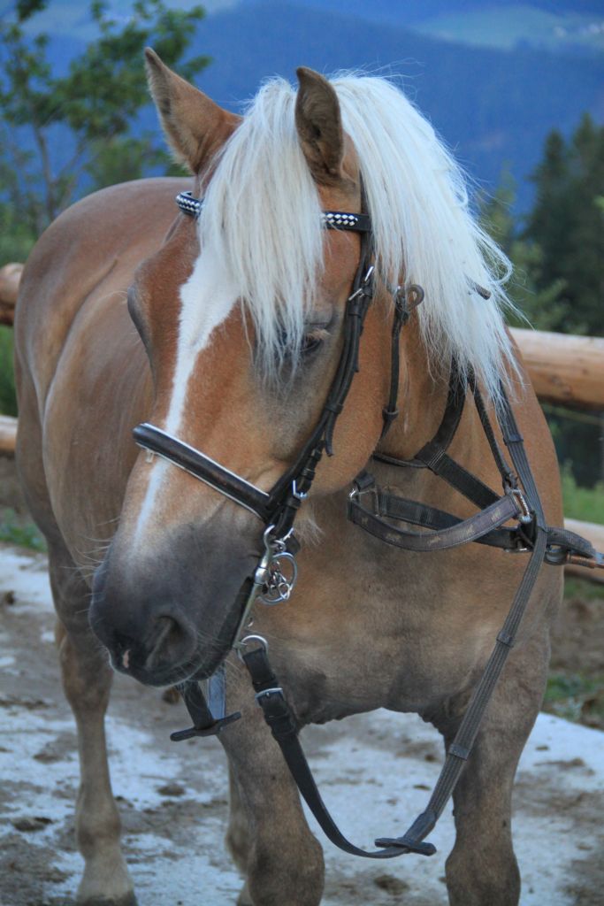 Sandor