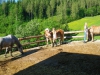 Arigona, Gritta und Sandor