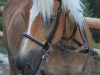 Sandor